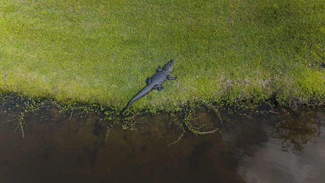 Aerial view of a dark alligator resting on vibrant green grass next to murky water, a stark contrast of life and stillness, Odessa, Florida, United States.