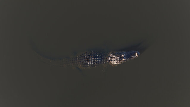 Aerial view of a solitary alligator gliding through the murky water, its dark scales contrasting against the shadowy depths, Odessa, Florida, United States.