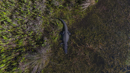 Aerial view of an alligator resting amidst the vibrant green and brown marsh vegetation, a stark contrast of life and stillness, Odessa, Florida, United States.