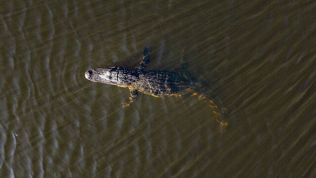 Aerial view of an alligator swimming in dark waters, its scaly skin contrasting with the water's rippled surface, Odessa, Florida, United States.