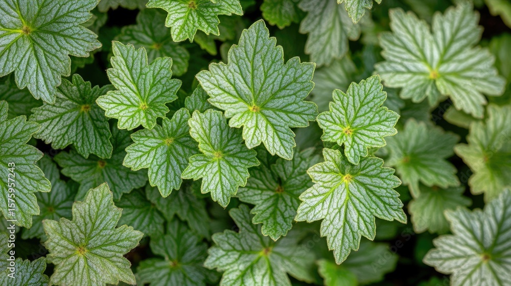 Poster close-up of intricate leaf patterns.