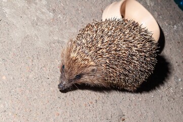 A charming close-up captures a hedgehog near a dish on concrete outdoors.