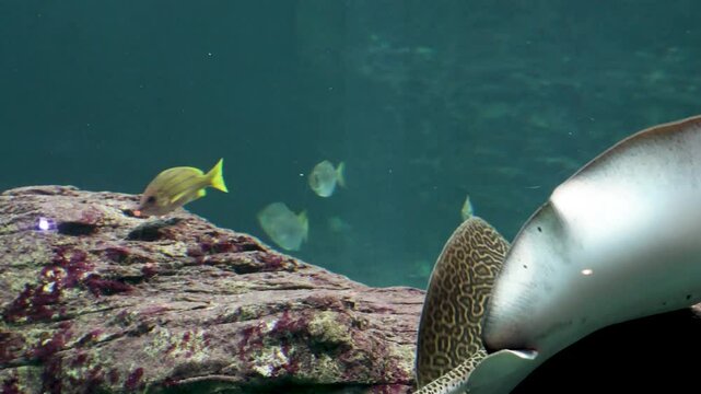Patterned stingray glides near a reef rock as yellow-tailed fish swim in clear blue tropical waters