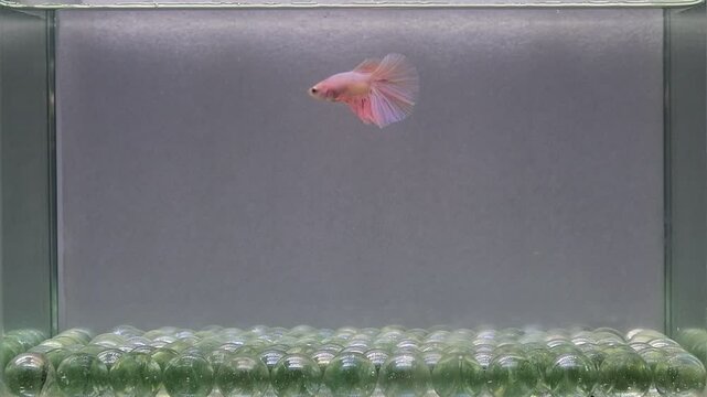 Betta fish fancy  pink vanda Halfmoon, from Thailand, Siamese fighting fish isolated on Grey Background