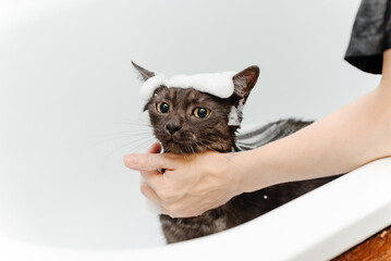 dark grey cat washing in white bath by veterinarian or groomer with sponge with foam