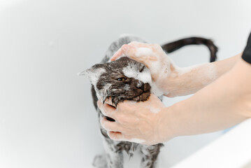 dark grey cat washing in white bath by veterinarian or groomer with sponge with foam