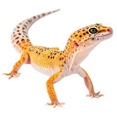 Naklejka premium Leopard Gecko A Detailed View of a Popular Pet Reptile isolated on transparent background