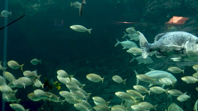 Large school of tropical fish swims in unison through the deep blue waters of a public aquarium tank