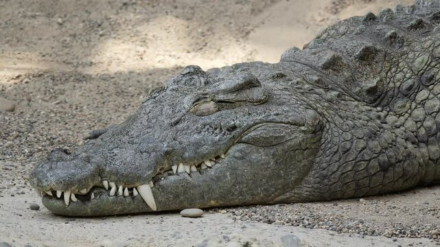 large crocodile resting on sand with its eyes closed, exposing sharp teeth and textured, rugged skin