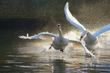 Two mute swans clash on a sunlit river, wings spread and water flying, capturing a dramatic moment...