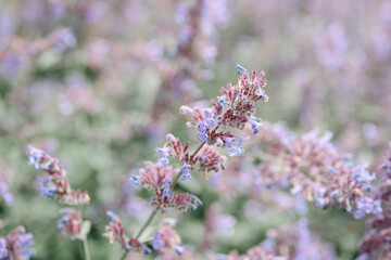 lavender field, beautiful purple flowers, nature background