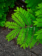 fern leaf in the forest