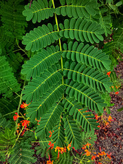 green fern leaves