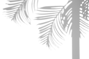 shadow overlay effects of realistic palm branch shadow isolated on transparent background,shadow for photo presentation interior backdrop mockup,Summer sunlight and shadow