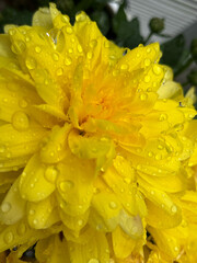 yellow flower with water drops