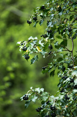 Wild ivy with seeds and ripe fruits.
