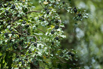 Wild ivy with seeds and ripe fruits. 