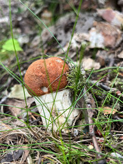 mushroom in the forest