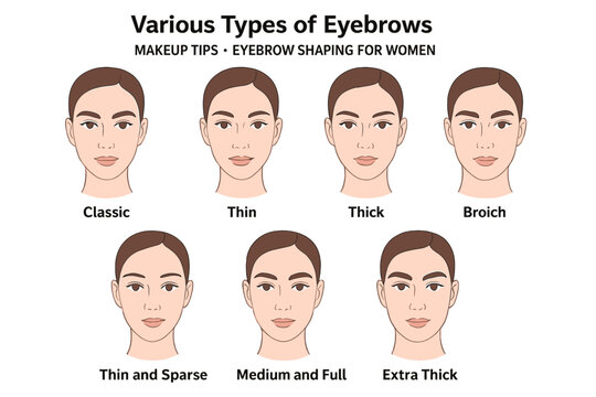 Various Types of Eyebrows Vector Illustration. Eyebrow Shapes for Women. Classic, Thin, Thick, Broich, Sparse, Medium, Extra Thick. Makeup Tips. Brow Shaping. Transparent Background