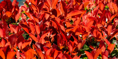 Vibrant close-up of Photinia fraseri 'Red Robin' shrub bush in Sochi, with vivid red and orange leaves, illuminated by sunlight. Foliage appears lush and healthy