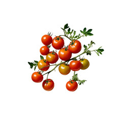 Fresh Red and Yellow Cherry Tomatoes on the Vine, Isolated on Transparent Background