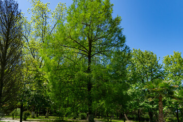 Vibrant park scene showcases tall, lush Bald Cypress Taxodium Distichum (swamp, white-cypress, gulf or tidewater red cypress) with bright green foliage under clear blue sky in Adler park Sochi resort
