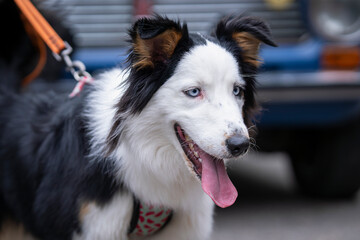 Portrait border collie dog on vacations in the street. Portrait of border collie dog with blue eyes. Pet friendly travel concept.
