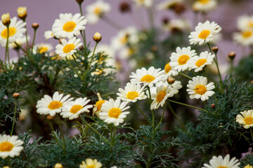 Fototapeta premium white daisies in a field
