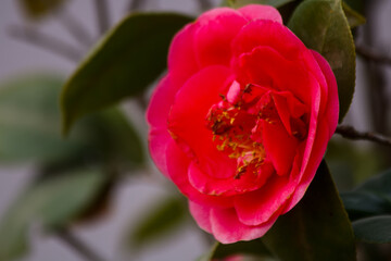 red flower in the garden