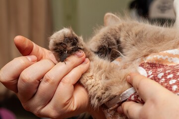 A person is holding a cat's dirty paw, highlighting the dirt on the animal's foot.