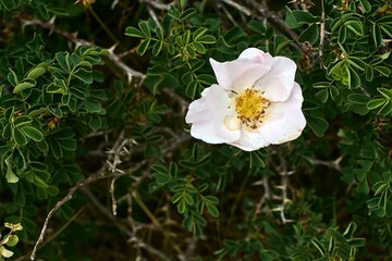 Wild rose with delicate bloom among thorns on the slopes of Greater Chimgan, Uzbekistan