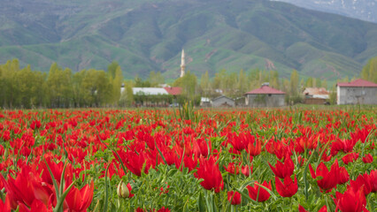 tulip field and mosque minaret in the background