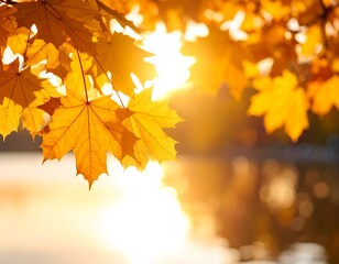 Autumn leaves bathed in sunlight (1)