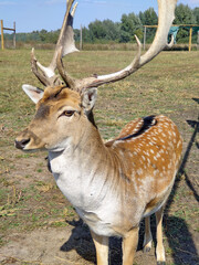 Close up of a doe, a stag, standing in a grassy field with large antlers. Wild animal captured in daylight on a farm or in a reserve.