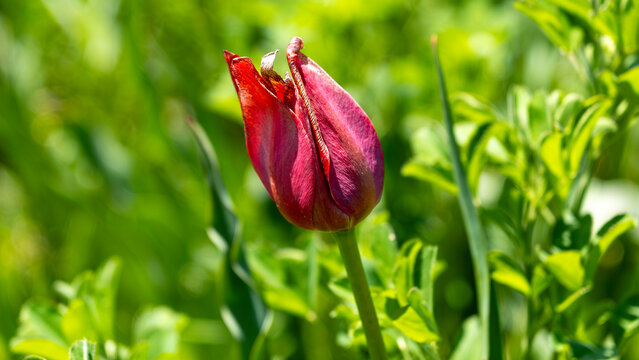 fading red tulip