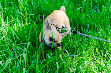 Chihuahua eats juicy green grass in a clearing