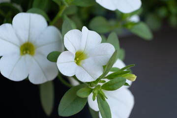 White calibrachoa flowers with delicate petals and vibrant green foliage create a serene garden atmosphere, showcasing nature's beauty and elegance in full bloom