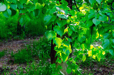 Sunlit Green Leaves on Branches in a Lush Forest
