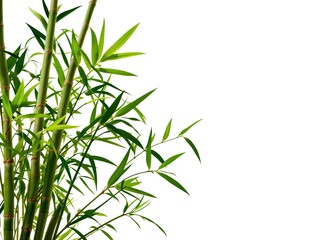 Isolated Bamboo Plant with Green Leaves for Design