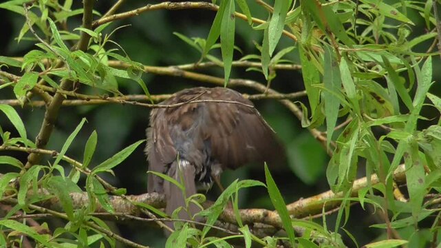Dunnock (Prunella modularis) Preening in a Bush
