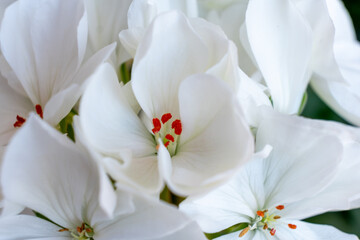 Obraz premium Close-up of delicate white flowers with vibrant red accents, showcasing intricate petal details and lush green foliage, creating a serene and tranquil natural atmosphere