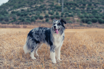 Blue Merle Border Collie Standing in Harvested Field