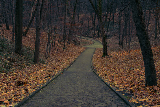 empty dusk October fall season park without people here brown color of falling leaves and bare branches trees