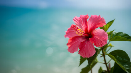 Tropical hibiscus flower in bloom with ocean background on sunny day