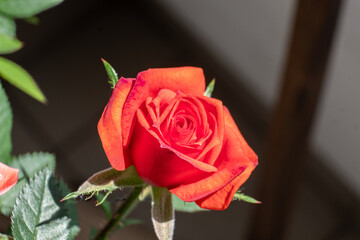 Vibrant orange rose in full bloom, showcasing delicate petals and lush green leaves, set against a softly blurred background, symbolizing beauty and elegance in nature
