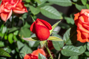 Vibrant red rosebud surrounded by lush green leaves and blooming orange roses, showcasing the beauty of nature and floral elegance in a garden setting
