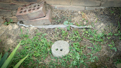 A freshly shed, ecdysis, snake skin laying on the ground