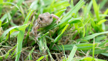 An Eastern American toad, Anaxyrus americanus americanus, in grass close up, eye level.