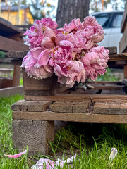 Wilted pink peony with rain streaks on petals. Focus on decay and delicate form. Conceptual macro