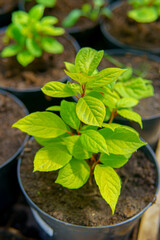 A young plant with bright green leaves in a pot is surrounded by other plants, creating a cozy atmosphere.